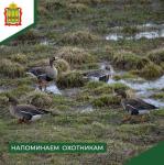 Сезон охоты на пернатую дичь в Пензенской области завершился!